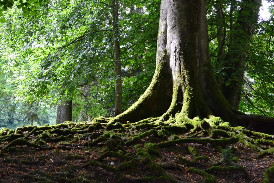 forêt